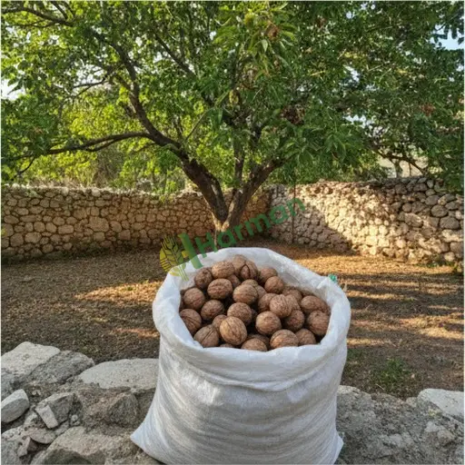 Aranan Ceviz - Muğla Yatağan