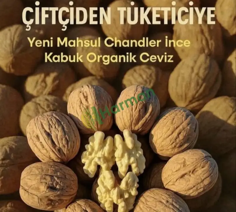 HİNDİSTAN CEVİZİ hal fiyatı