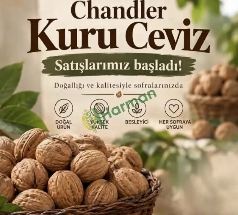 Chandler kuru ceviz
