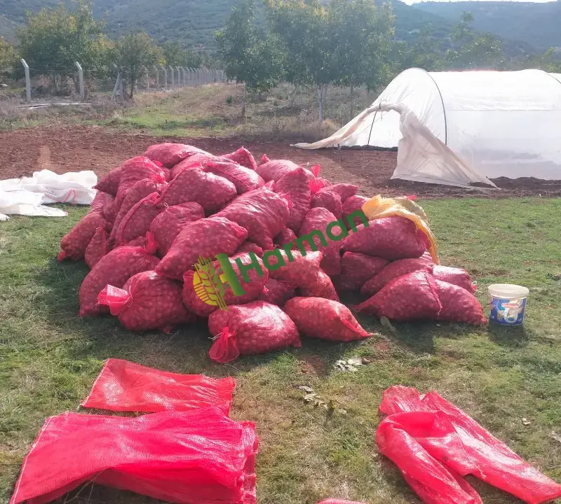 Chendler Ceviz ,Denizli/Tavas