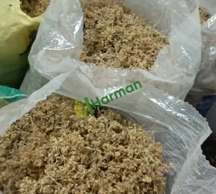 Çiçek ıhlamur