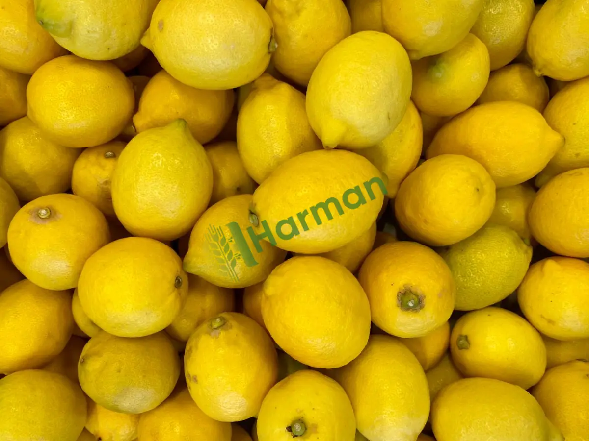 Çiftlikten taze toplanmış yatak limon, satılık - Muğla Ula