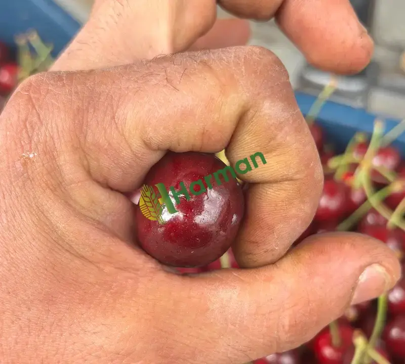Çığşar Napolyon kirazı