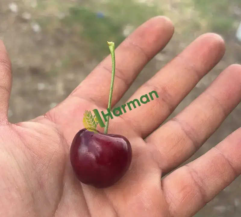 Çığşar Napolyon kirazı