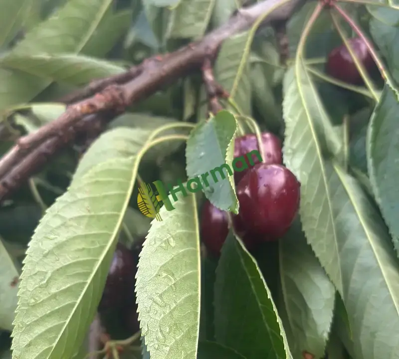 Çığşar Napolyon kirazı