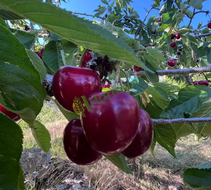 Çığşar Yayla Kirazı