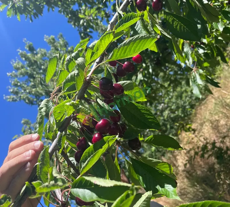 Çığşar Yayla Kirazı