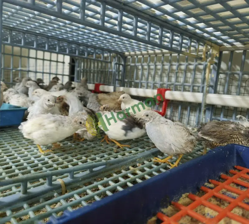 Çin bıldırcın