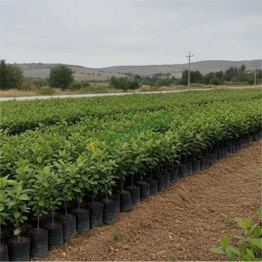 Sivas Zara'da çınar fidanı lazım