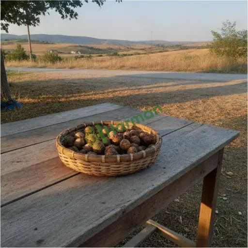 Diyarbakır Silvan'dan Çınar Tohumu Alınır