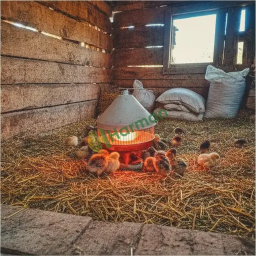 Sakarya Sapanca civciv brooder ısıtıcı alınır
