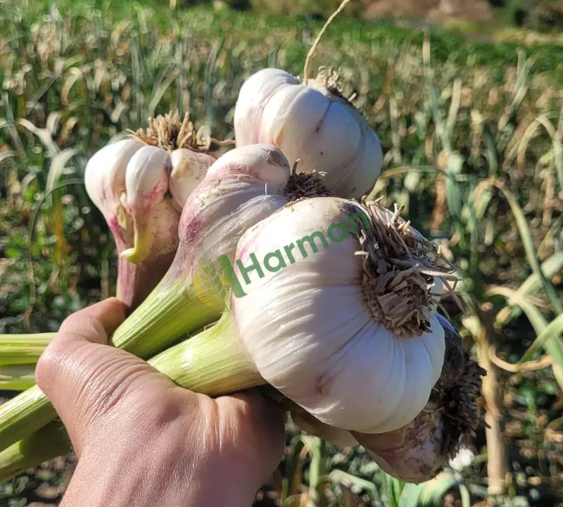 🧄 Coğrafi İşaretli Hakiki Çaltı Sarımsağı – Duble Boy, Taze ve İri Taneli 🧄