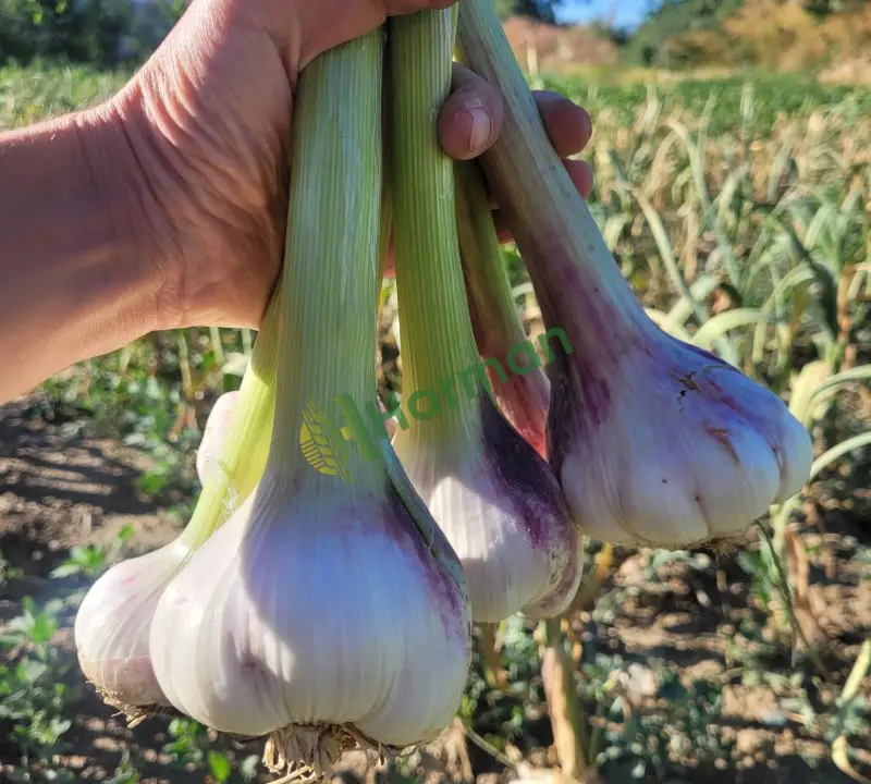🧄 Coğrafi İşaretli Hakiki Çaltı Sarımsağı – Duble Boy, Taze ve İri Taneli 🧄