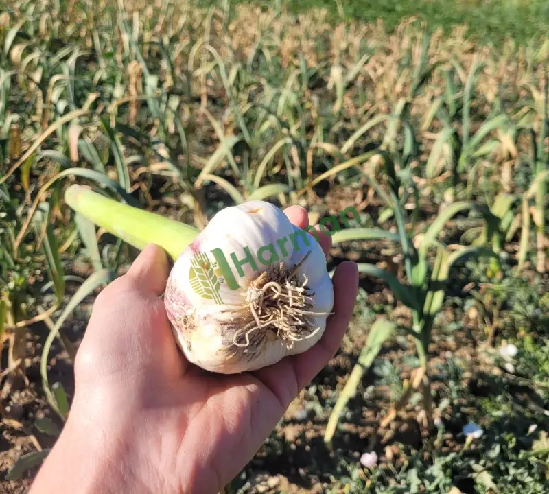 🧄 Coğrafi İşaretli Hakiki Çaltı Sarımsağı – Duble Boy, Taze ve İri Taneli 🧄