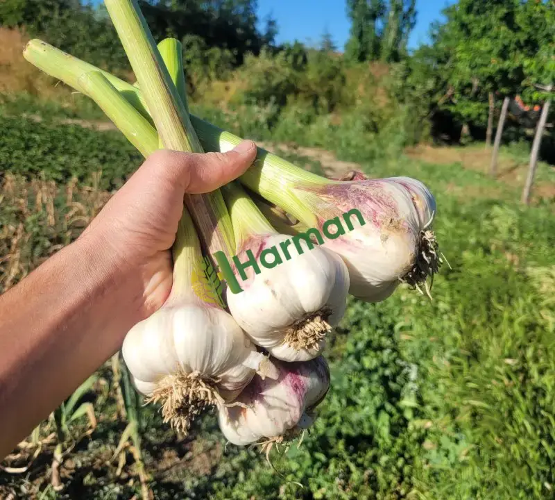 🧄 Coğrafi İşaretli Hakiki Çaltı Sarımsağı – Duble Boy, Taze ve İri Taneli 🧄