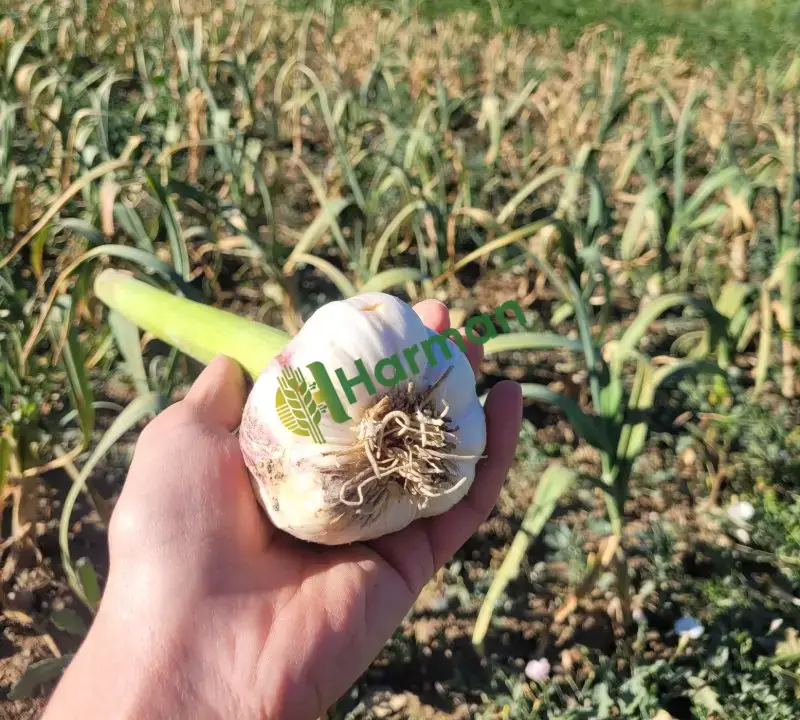 🧄 Coğrafi İşaretli Hakiki Çaltı Sarımsağı – Duble Boy, Taze ve İri Taneli 🧄