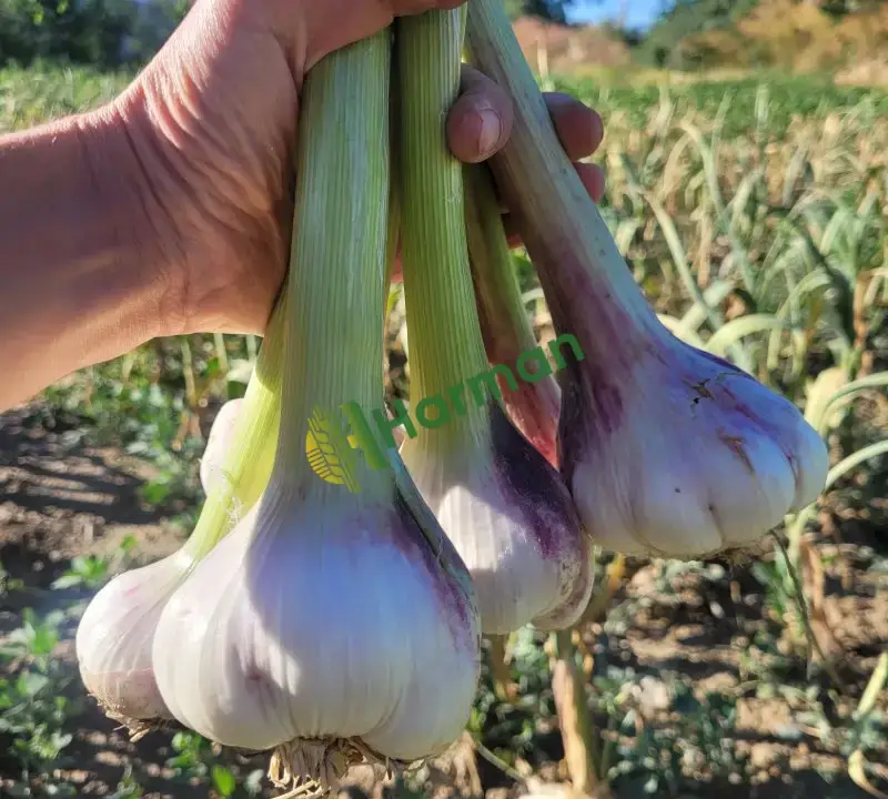 🧄 Coğrafi İşaretli Hakiki Çaltı Sarımsağı – Duble Boy, Taze ve İri Taneli 🧄