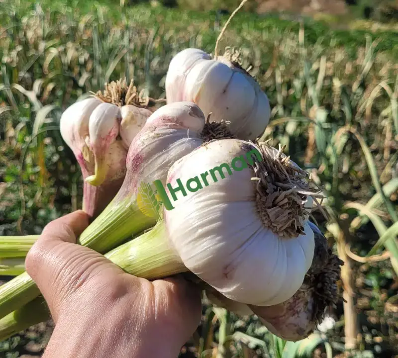 🧄 Coğrafi İşaretli Hakiki Çaltı Sarımsağı – Duble Boy, Taze ve İri Taneli 🧄