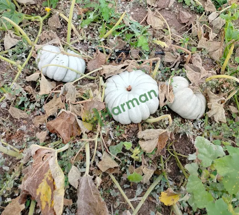 Çorum 20 dekar bal kabağı