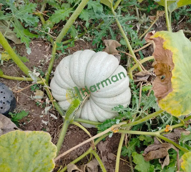 Çorum 20 dekar bal kabağı