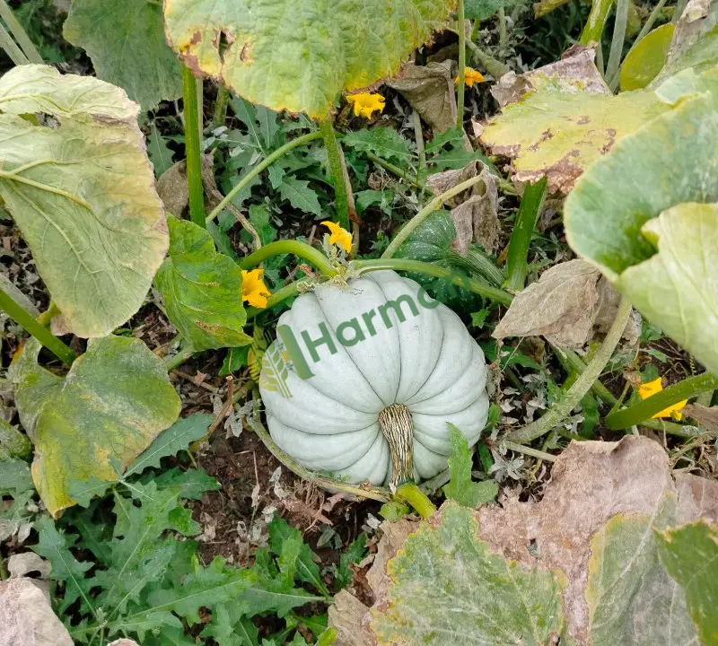 Çorum 20 dekar bal kabağı