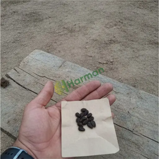 Çorum Osmancık'ta ananas tohumu satılık