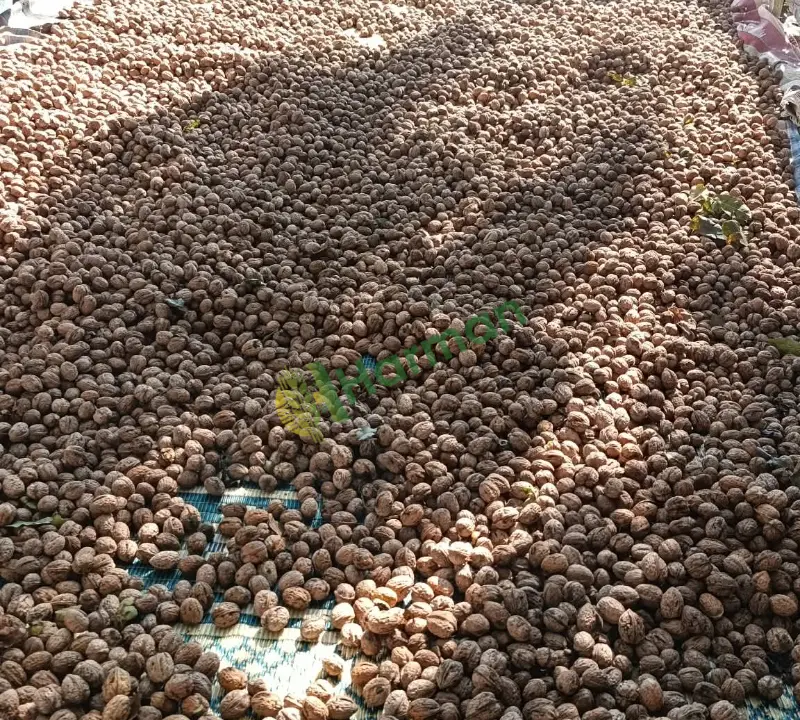 Çorum Cevizi