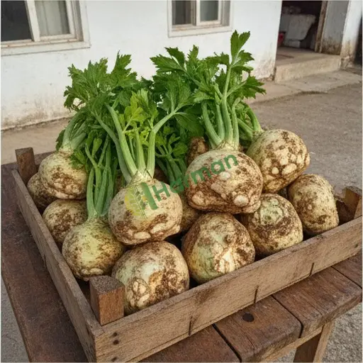 Çorum Merkez'de kereviz satılık