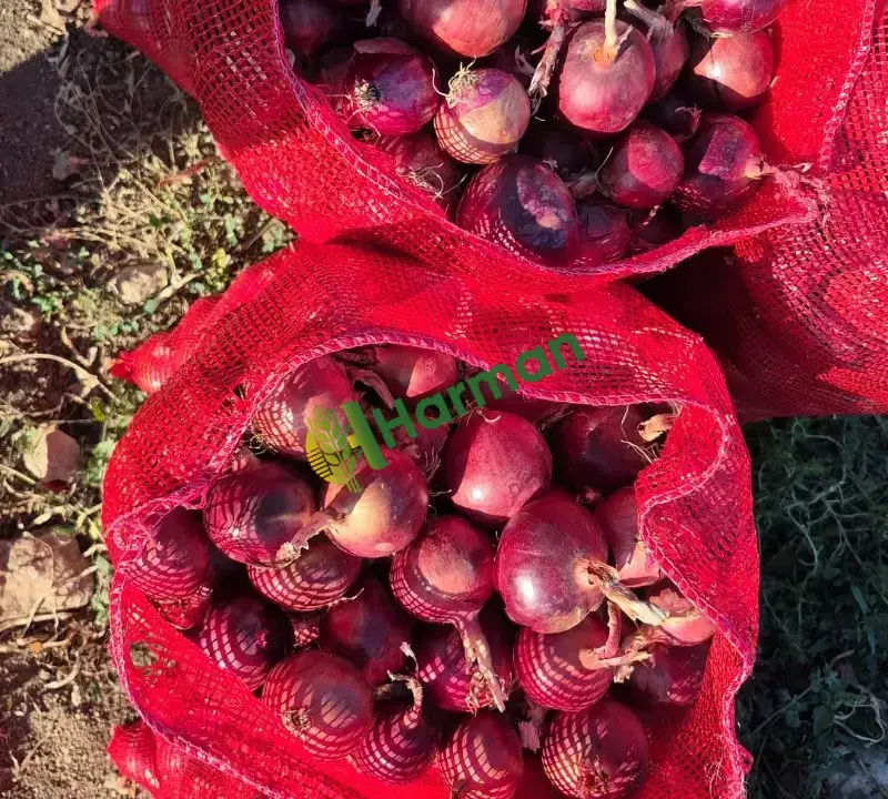 Çorum Mecitözü Çayköy'den Hakiki  Çorum Moru Soğan