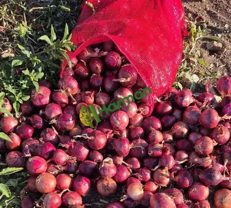 Çorum Mecitözü Çayköy'den Hakiki  Çorum Moru Soğan