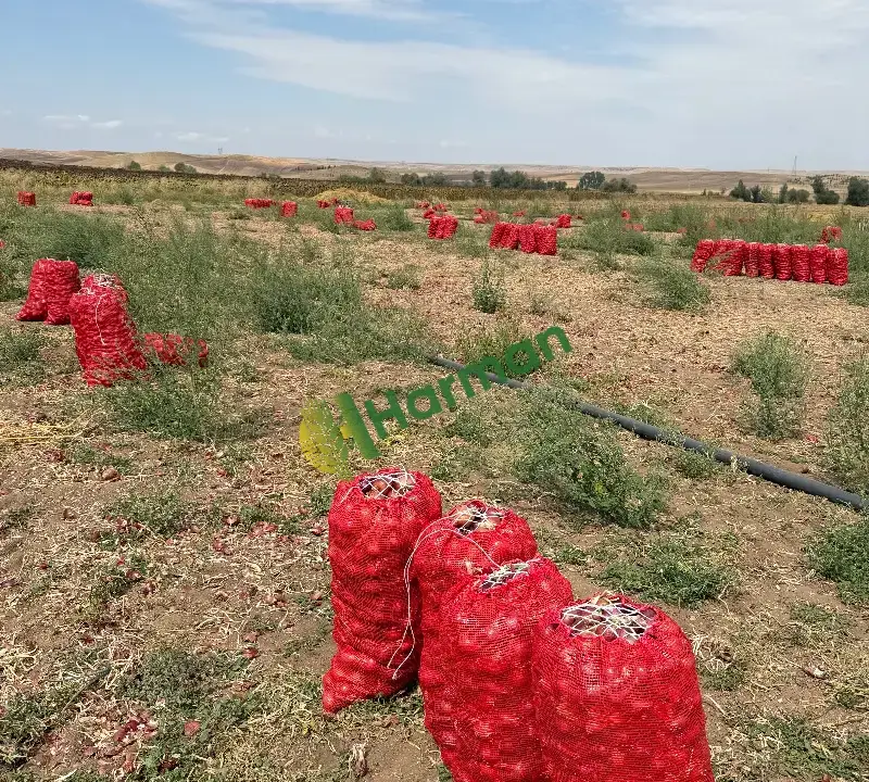 Corum Mor Soğanı – 200 Ton – Çuvallı – Toptan