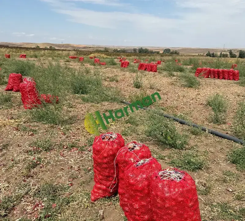 Corum Mor Soğanı – 200 Ton – Çuvallı – Toptan