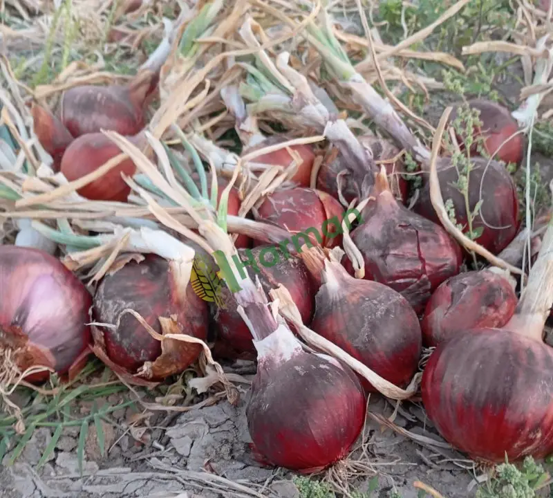 Çorum moru soğan yeni. Hasat