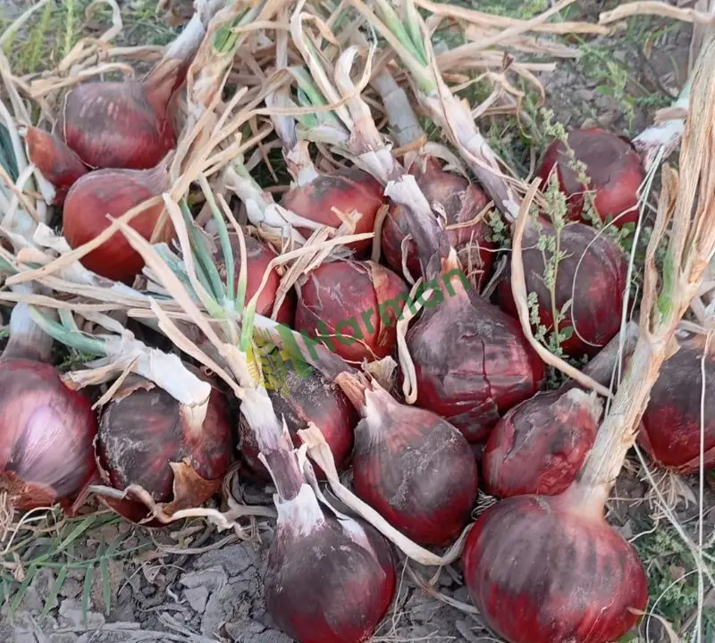Çorum moru soğan yeni. Hasat