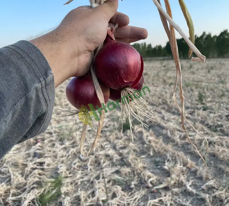 Çorum moru teslimata hazır soğan