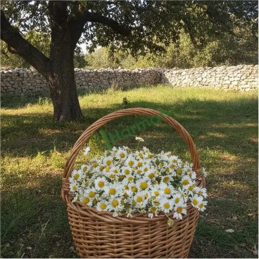 Çorum'da papatya satılık