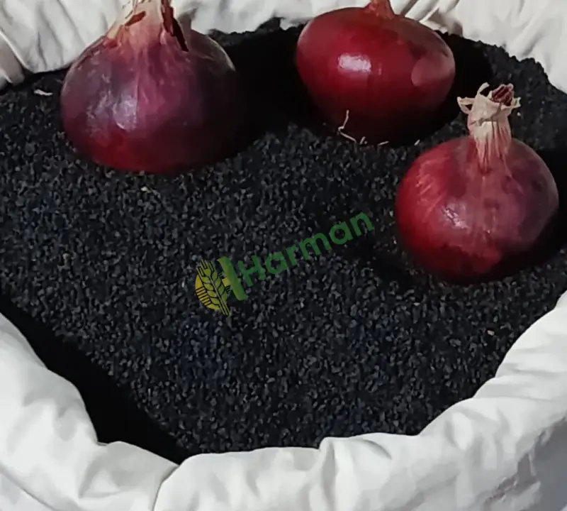 Çorum soğan tohum anadolu şifası