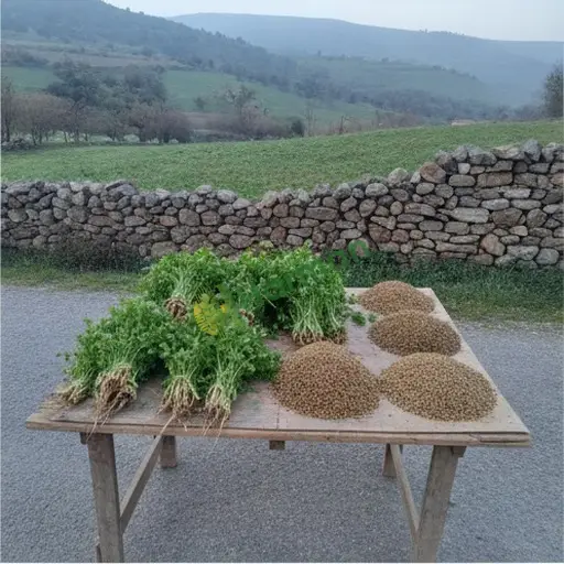 Çorum Bayat'ta kişniş satılık