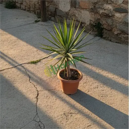Çorum'da yucca fidesi alınır