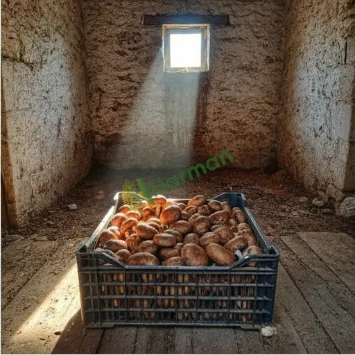 Şırnak Merkez'de cremini mantarı alınır
