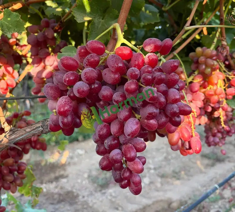 Crimson Seedless, Alaşehir/MANİSA