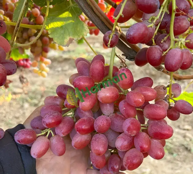 Crimson Seedless, Alaşehir/MANİSA