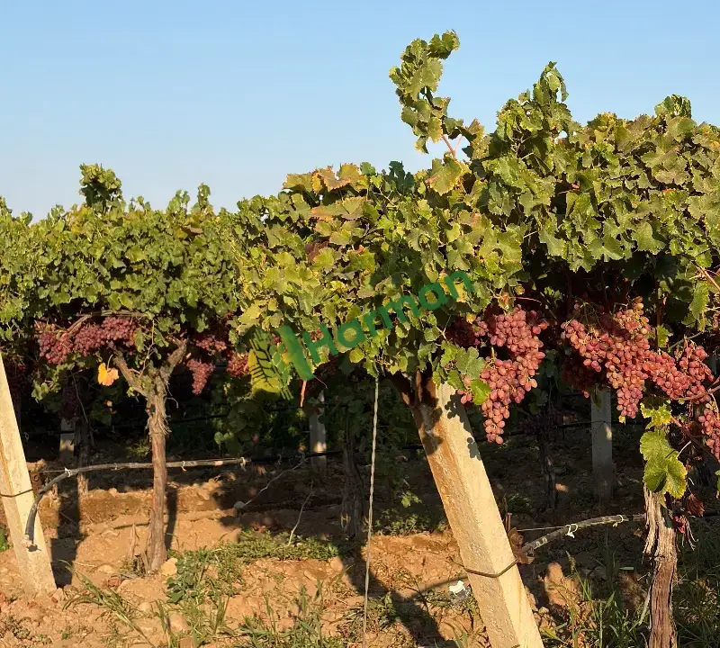 Crimson Seedless, Alaşehir/MANİSA