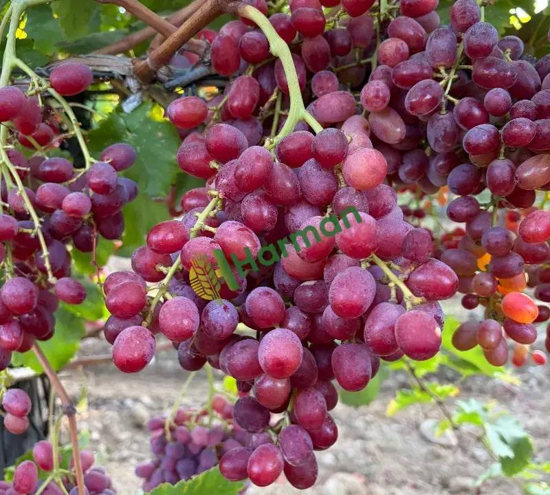 Crimson Seedless, Alaşehir/MANİSA