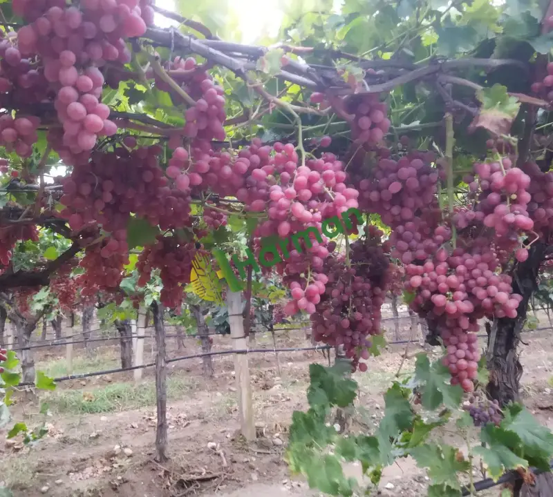 Crimson Seedless, Alaşehir/MANİSA