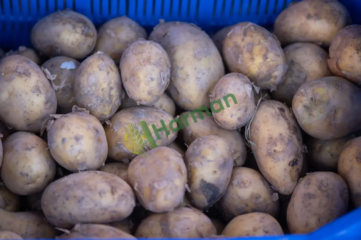 Çuval patates satılık, evlik ve lokantalık -Tunceli Mazgirt