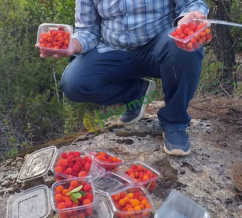DAĞ ÇİLEĞİ