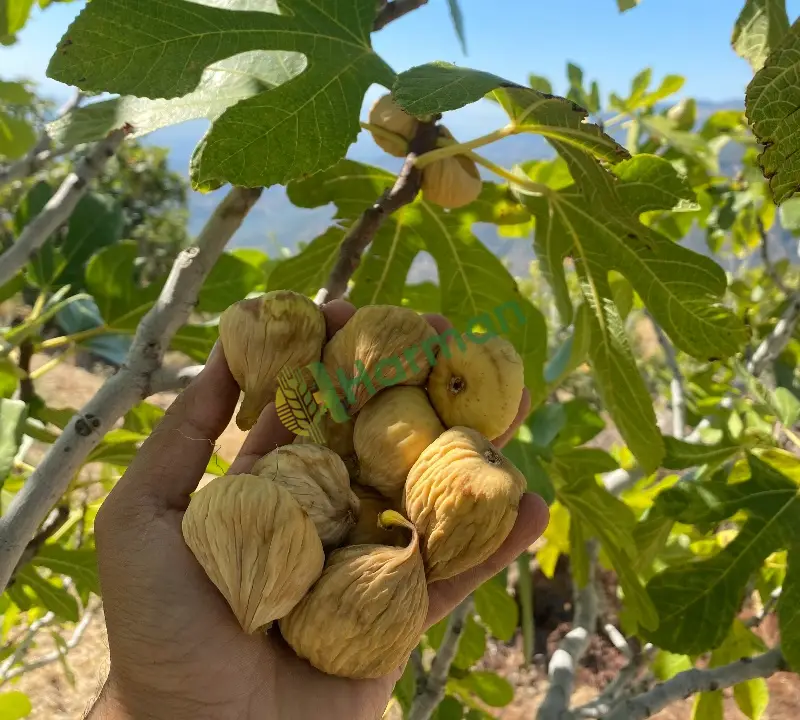 Dağ inciri toptan
