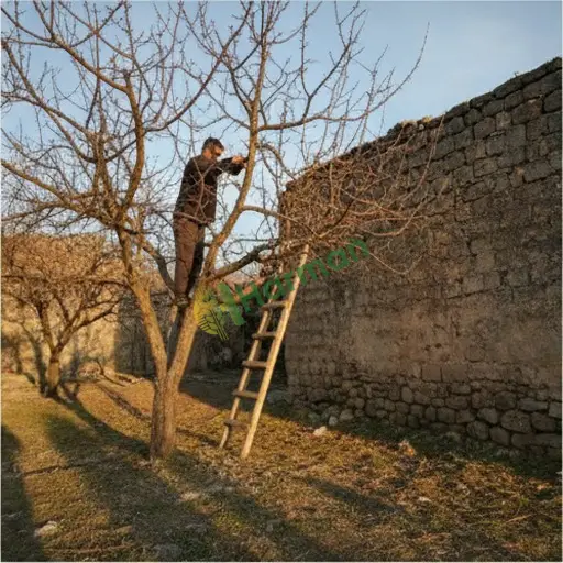 Diyarbakır Silvan'da dal budama işi yapacak ekip lazım