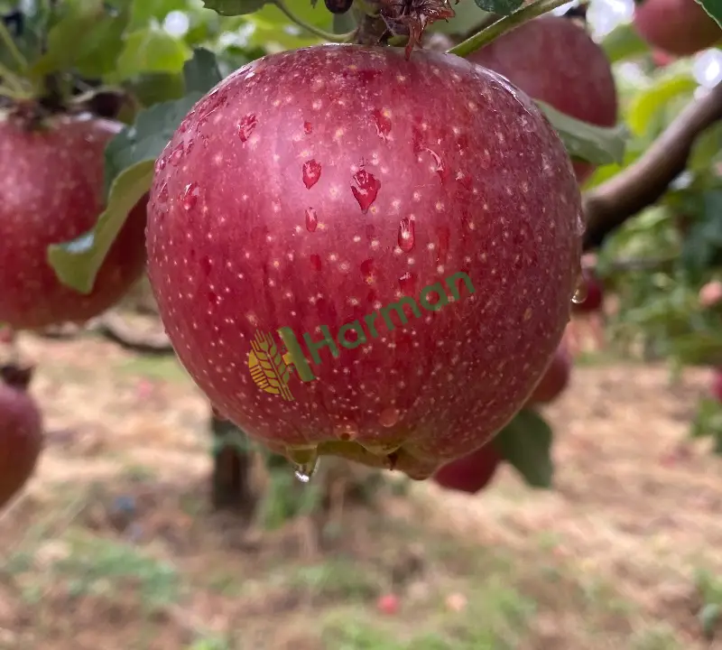 Dalında arap kızı